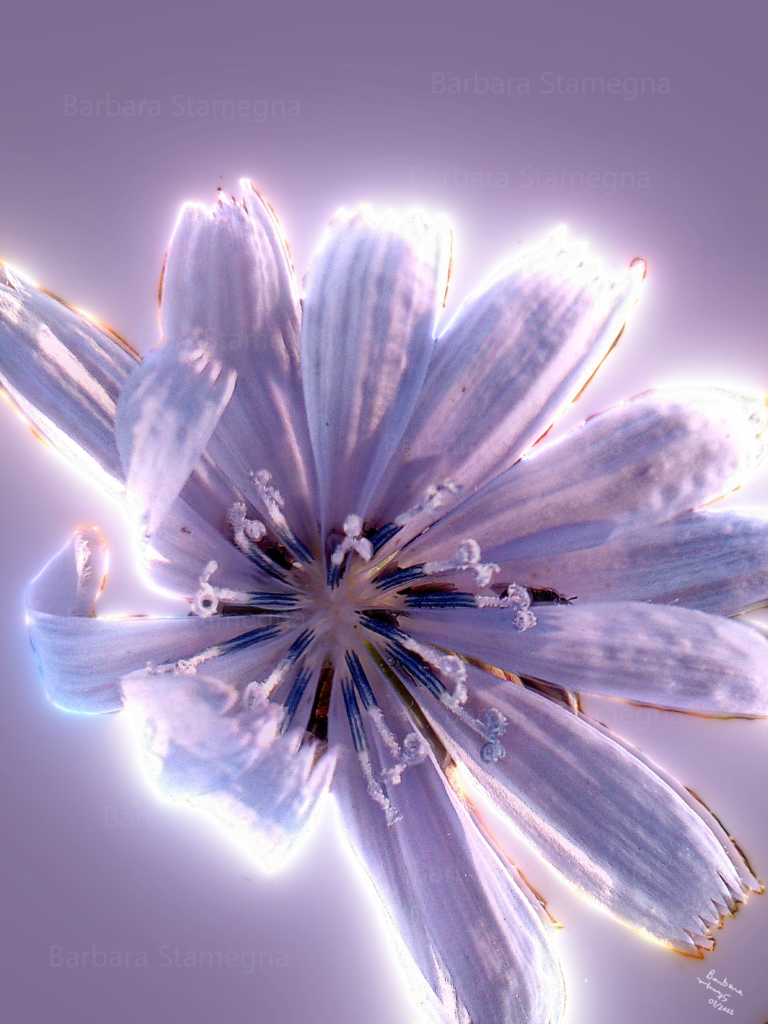 Lights on violet flower mixed media digital painting, made by Barbara Stamegna