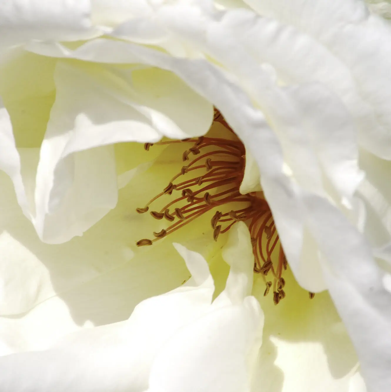 white rose interior with pistils and light reflections