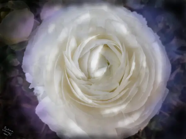 Soft dissolving white flower mixed media digital painting, made by Barbara Stamegna