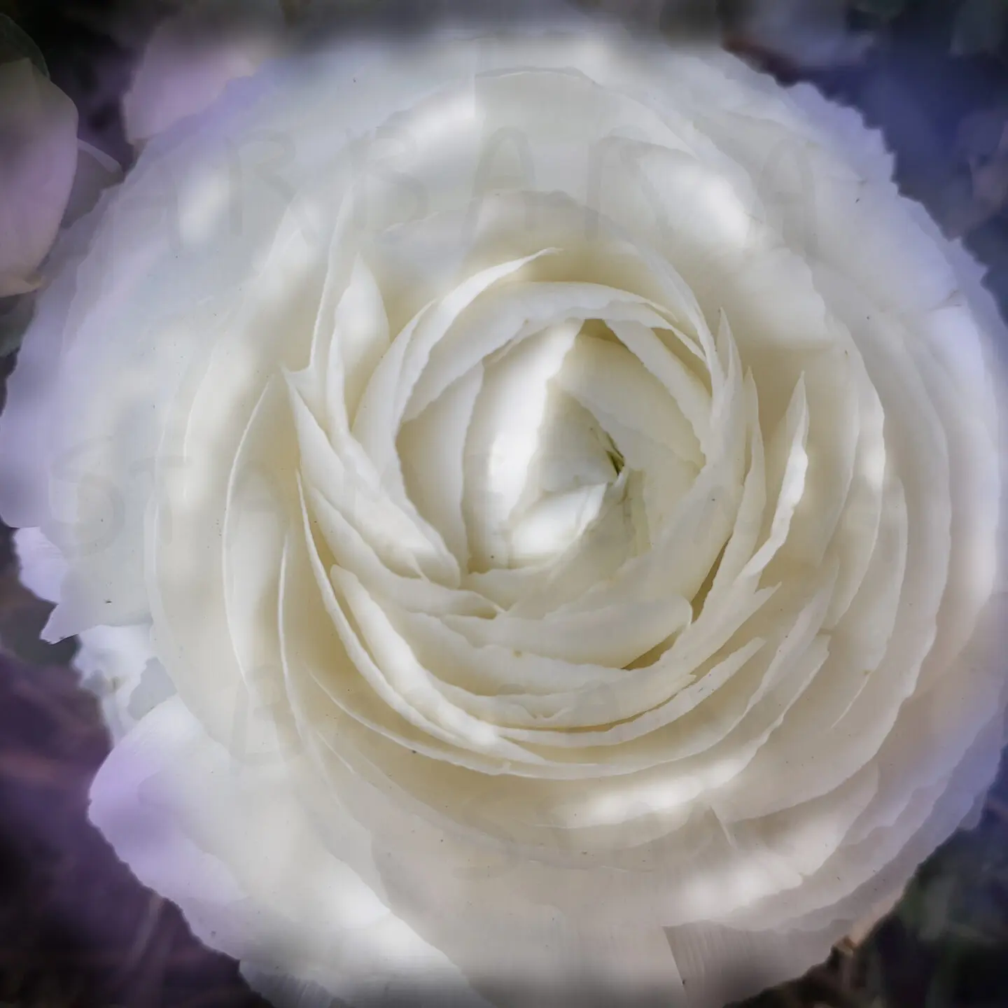 Soft dissolving white flower mixed media digital painting, made by Barbara Stamegna